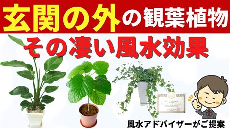 風水植物|幸運を呼ぶ観葉植物15選！風水の考え方や注意点も詳。